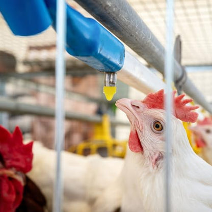 HEMOTON Automatic Poultry Waterer Nipples Set for Chickens with 12 Yellow Nipples, Installation Wrench and Drill Bit, Poultry Drinking Device for Agricultural and Livestock Use