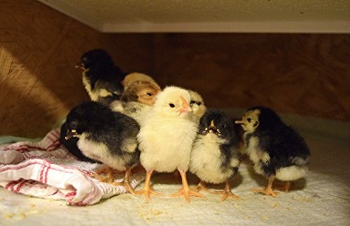 Infrared Heater for Chicks & Pets, Side Mount 11x30, 100 Watt