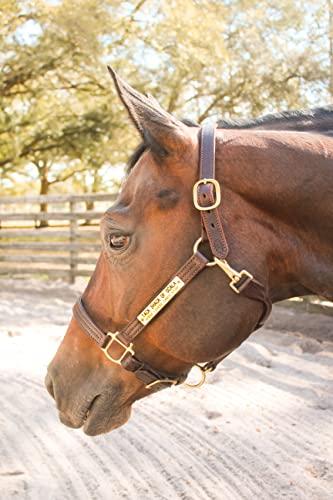 Tack Shack of Ocala Leather Halter for Horses with Customized Engraved Name Plate Option Halter for Horse | Brown/Brass, Black/Brass, Black/Chrome Options - size: Horse