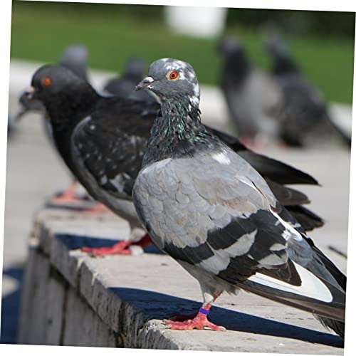 100pcs Colorful Poultry Foot Rings Large Clip-on Leg Bands for Pigeons Doves Ducks and Chickens Easy Identification for Bird Breeders and Enthusiasts