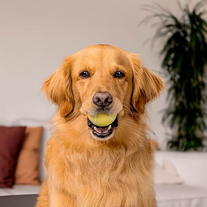 Playology Dog Toys | Squeaky Chew Ball for Dogs, Value 2-Pack | Chicken Scented Medium Dog Balls | Bouncy Floating Chew Toys for Fetch - size: Medium (VALUE 2-Pack), style: Chicken