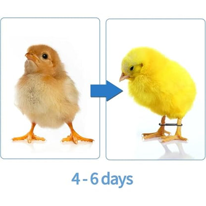 Chicken Leg Bands 500 Pcs Baby Chicken Splay Leg Hobble Brace Adjustable Poultry Bands for Newborn Spraddle Chick Bird Quails Ducks