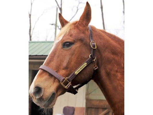 Horse Fare Leather Halter with Solid Brass Hardware & Customized Nameplate- Made in The USA - color: Dark Brown, size: Horse