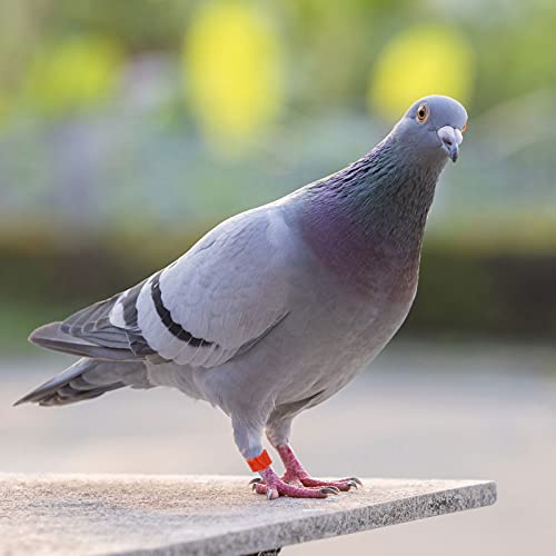 Hemobllo 100pcs Plastic Bird Leg Bands Pigeon Foot for Easy Identification Marking for Pigeons Chickens and Other Poultry Reusable and Compact