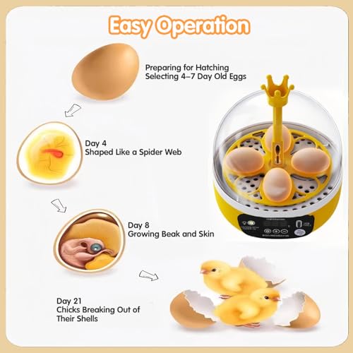 Tissting 4 Eggs Mini Incubator with Transparent Lid,7W Automatic Temperature Humidity Control,Household Small Poultry Hatching Machine,for Chickens Ducks Pigeons (Manual Turning) - color: 4 Eggs Manual Turning