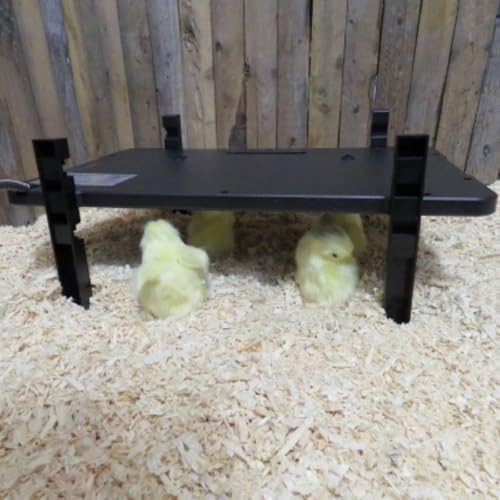Farm Innovators 3 Pack 2-in-1 Radiant 200-Watt Chicken Coop Panel Heater Converts to 50W Brooder Heater, Freestanding, Wall-Mounted, or Horizontal Use