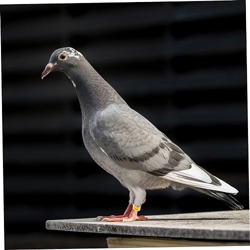 100pcs Bird Pigeons Leg Rings Poultry Leg Bands Meat Pigeon Anklet Easy Clip Rings - color: Yellow