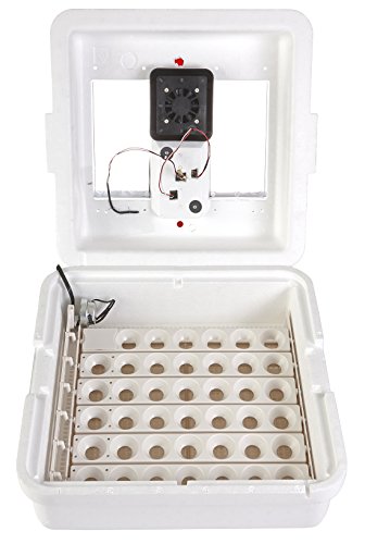 Little Giant® Digital Circulated Air Incubator | 41 Egg Capacity | Chick Egg Hatching Incubator with Circulated Fan, Temperature and Humidity Control | Made in USA - style: Incubator with Fan