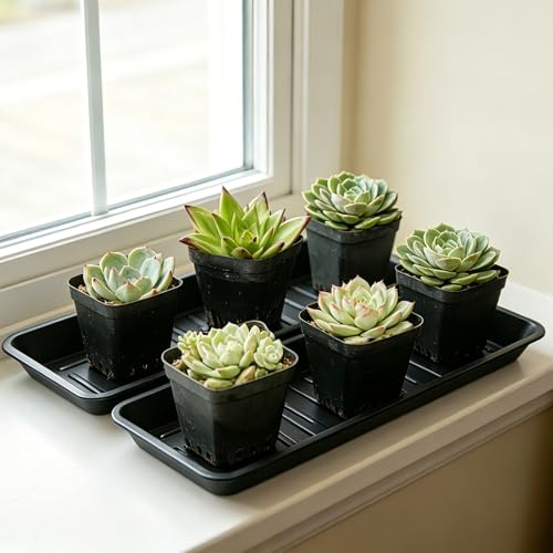 4 Pack Plant Saucer Tray 6.5 x 13 Inch, Heavy Sturdy Long Narrow Plastic Plant Drainage Tray No Holes, Drip Tray for Pots, Seed Starter Growing Tray, Black - color: Black, size: 13" x 6.5" x 1.2" (4pack)