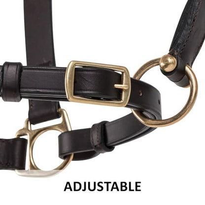Dura-Tech Premier Lancaster Leather Halter for Horses | Simple Economy Leather Halter with Adjustable Fit & Solid Brass Hardware - size: Cob