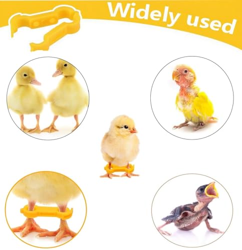 15 Pieces of Baby Chicken Parrot Character Poultry Leg Belts, Newborn Chicks, Quails, Ducks, 1 to 3 Days Newly Hatched Bird Parrot Leg Belts, 3 Sizes
