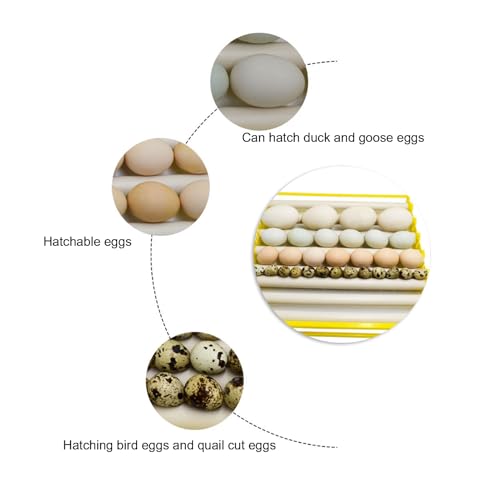 Egg Incubation Tray Automatic Egg Turner with 7 Rollers for Chicken Duck Quail Eggs, Large Capacity 16.9x16.7x2.1 Incubator Accessories for Home Farm Use