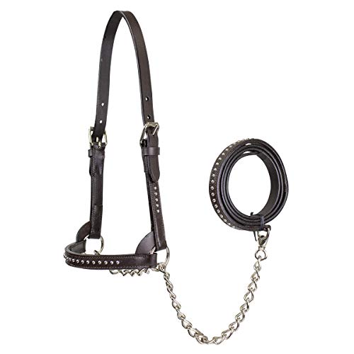 Derby Originals New and Improved Premium Show Spotted Flat Leather Cattle Show Halter with Matching Chain Lead - color: Havana, size: Medium (650-1050lbs)