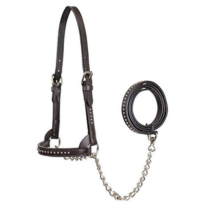 Derby Originals New and Improved Premium Show Spotted Flat Leather Cattle Show Halter with Matching Chain Lead - color: Havana, size: Large (950lbs-1500lbs)