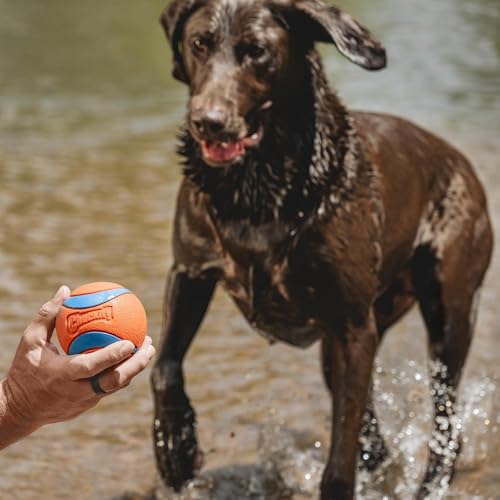 Chuckit! Ultra Ball Dog Toy - Size XXL - For Dogs 100+ lbs - Made from Durable Rubber - Super Bouncy - Floats in Water - 4-inch Diameter - Pack of 1 - color: Ultra, size: XXL