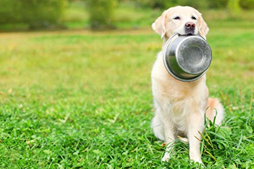 11 Cups Stainless Steel Dog Bowls, 10" Diameter, 3" Height, Double Pack, Dishwasher Safe - color: Double Pack, size: 11 cup (Standard)