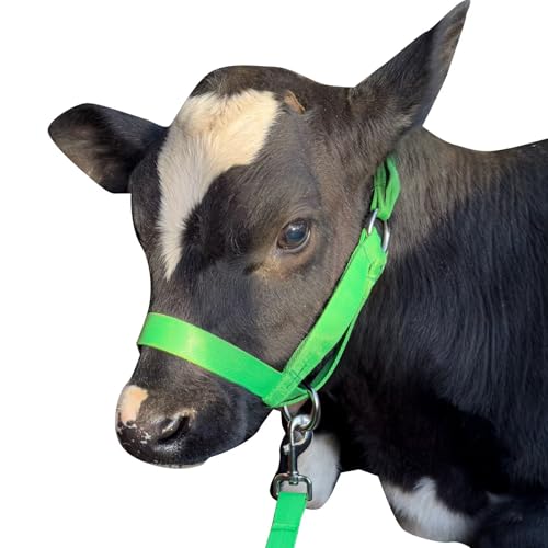 Cow Halter Cattle Halters Calf Halter with Leading Rope，Adjustable Nylon Livestock Cattle Halter，for Miniature Horse Donkey Goat Foal (Green, Small) - color: Green, size: Small