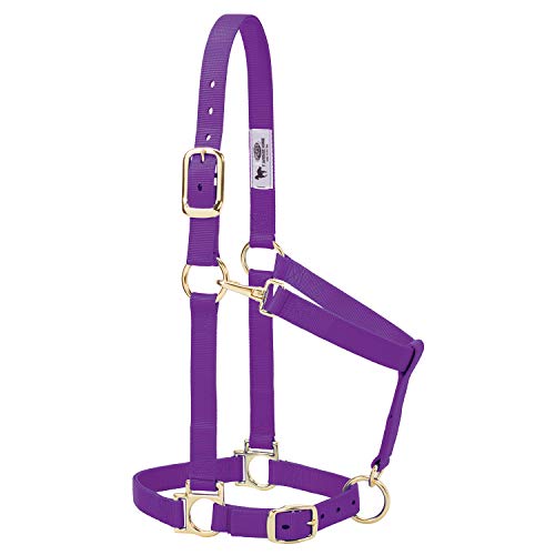 Weaver Leather Basic Adjustable Nylon Halter, Purple, 1" Large Horse - color: Purple, size: 1" Large Horse