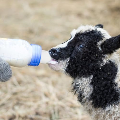 DOITOOL 10pcs Calf Feeder Nipples Rubber Nursing Bottle Nipples for Livestock Milk Feeding Supplies Cattle Feeding Tools Suitable for Young Animals