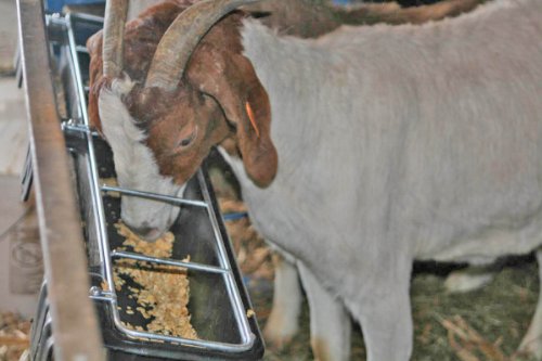 Little Giant® Hook Over Goat Trough | Fence Feeder Trough | Hook and Mount Feeder | 9 Quart