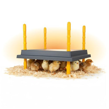 Hatching Time Warmzy 10"x10" Chick Heating Plate – Safe 15W Chicken Coop Heater for 15–20 Chicks with Adjustable Legs | Gentle Low-Heat Brooder Plate for Chicks, Durable Fire-Resistant Chicken Heater - size: 10" x 10" for 15–20 Chicks