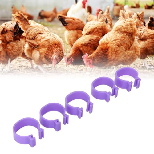 Chicken Leg Bands 100PCS 20mm Poultry ID Rings Write On Reusable | PP plastic 20mm clip on leg bands with writable surface 100pcs for chickens ducks geese turkeys Reusable flock ID tags - size: 20mm