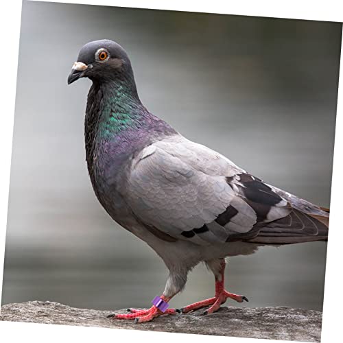 BESPORTBLE Easy to Use Bird Leg Bands 18pcs Pigeon Racing Rings Aluminum Bird Leg Bands for Identification Random Color
