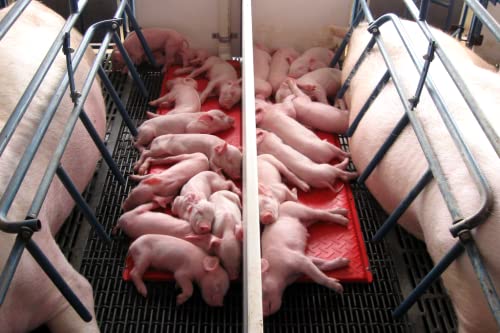 KANE Baby Pig Heat Mat, Double 48" - size: Double 48"