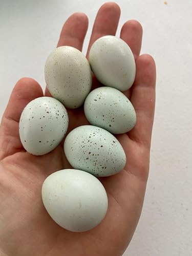Celadon Coturnix Quail Fertile Hatching Egg Set - 6 Eggs - Shipped in Foam from Free Range Birds