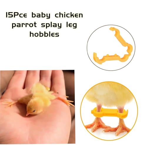 15 Pieces of Baby Chicken Parrot Character Poultry Leg Belts, Newborn Chicks, Quails, Ducks, 1 to 3 Days Newly Hatched Bird Parrot Leg Belts, 3 Sizes
