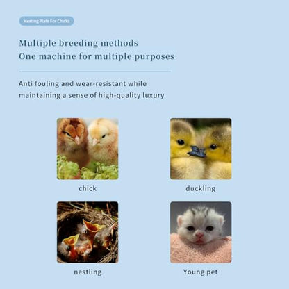 Chicken Brooder Heater for Chicks 12” x 12” for 20 Chicks Chicken Brooder with Adjustable Height Brooder Plate