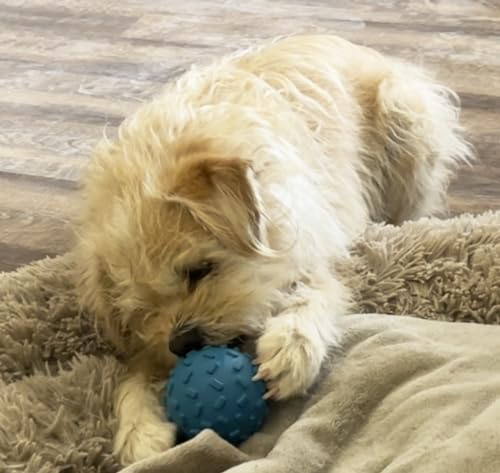 Challenging Treat-Dispensing Ball for Pigs Piglets Dogs Rabbits Cats and Other Small Animals – Mental Stimulation and Playtime Fun