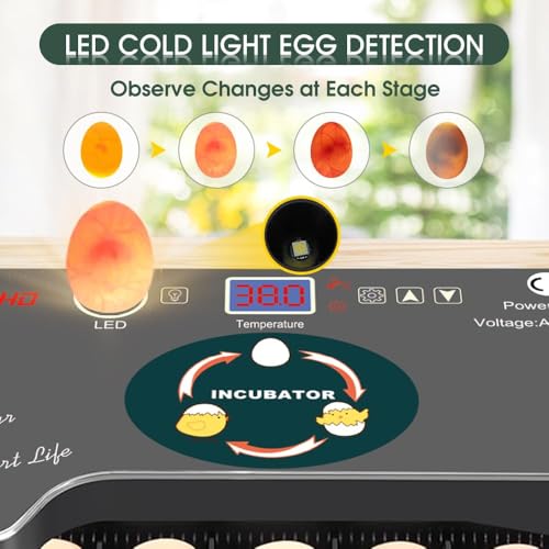 12 Egg Incubator - Automatic Egg Turner, Temperature Control, Built-in Candler, Auto Water Refill for Hatching Chicken, Duck, Quail & Bird Eggs - size: 12 --EGGS