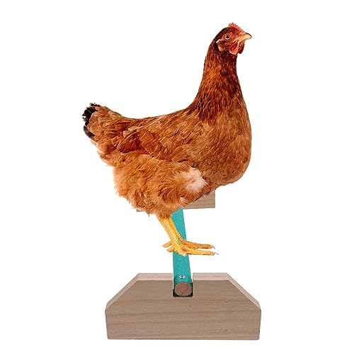 Chicken Coop Accessories Indoor Swing Wooden Chicken Perch Bird Wood Stand for Large Bird Parrot Macaw Chicks in Coop Brooder and Cage Wooden Toys Wood Toys