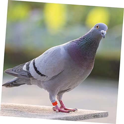 FOMIYES 900pcs Mixed Color Poultry Foot for Birds Chickens and Pigeons Lightweight Leg Bands for Easy Identification and Management