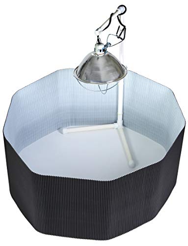 Little Giant® Chick Brooder Enclosure | Setup for Raising and Brooding Chicks | Poultry Brooder Box