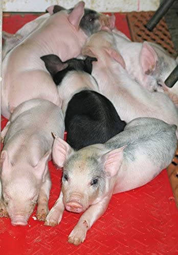 KANE Baby Pig Heat Mat, Single 36" - size: Single 36"