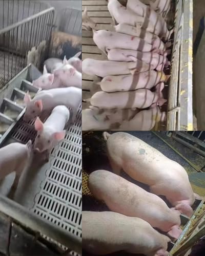 Heavy Duty Waterproof Pig Feeders | 2 in 1 Hog Feeder Trough for Piglets and Livestock | Durable Outside Feeding Pan - size: 5 bit