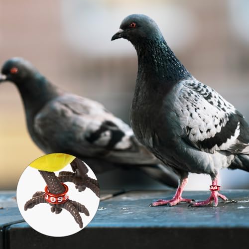 Toddmomy 50 Pcs Multicolor Aluminum Bird Leg Bands Closed Rings for Pigeons Chickens Parrots Small Birds Identification 0.31 Inch
