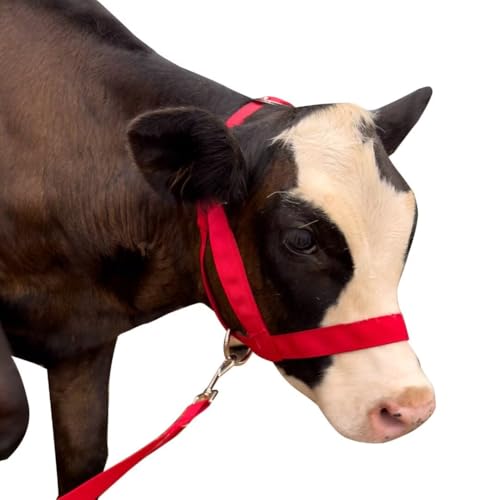 Cow Halter Cattle Halters Calf Halter with Leading Rope，Adjustable Nylon Livestock Cattle Halter，for Miniature Horse Donkey Goat Foal (Red, Small) - color: Red, size: Small