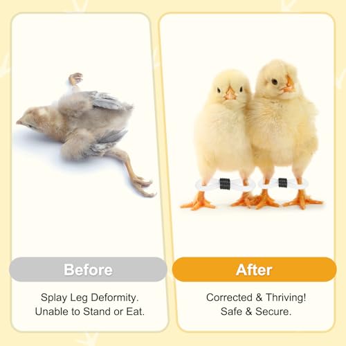 M METERXITY 50-Pack Adjustable Chick Leg Bands, 0.79" x 0.2" Silicone Chicken Leg Brace for Chicks/Ducks/Birds [Black] Poultry Leg Bands