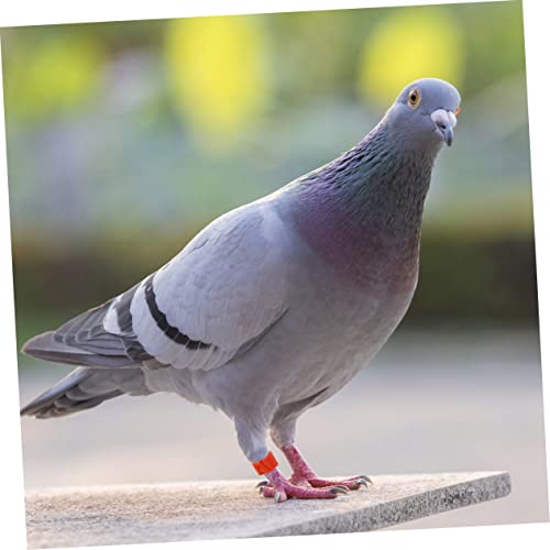 Happyyami 300pcs Blank Chicken Leg Bands for Birds Poultry Clip Leg Rings Easy Identification for Chicks Ducks and Pigeons Multi for Marking and Managing Your Birds