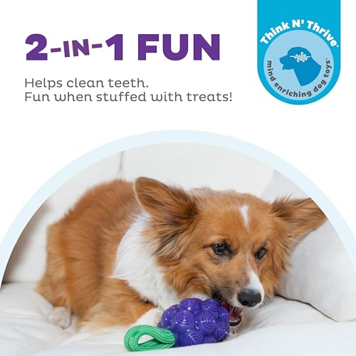 Outward Hound Dental Grapes Dog Toy & Treat Stuffer, 6″ x 3″ Grape-Scent Interactive Chew for Dogs, Helps Clean Teeth, Promote Healthy Gums & Mental Enrichment, Reduce Boredom & Support Dental Health - color: Grape
