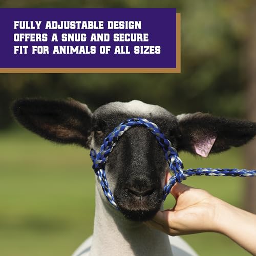 Weaver Livestock Poly Rope Sheep Halter, Modern Style Braid Sheep and Goat Rope Halter, Adjustable Lamb Halter Lead, Livestock Sheep Showing Supplies - color: Blue