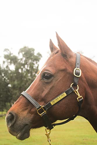 Tack Shack of Ocala Leather Halter for Horses with Customized Engraved Name Plate Option Halter for Horse | Brown/Brass, Black/Brass, Black/Chrome Options - size: Cob