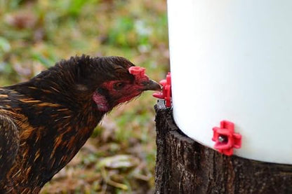 RentACoop DIY Waterer Kit - Horizontal Nipples with Dribble Dish and Installation Tool - Great for Chickens, Turkeys, Peafowl, and Other Poultry - 20 Pack - size: 20 Pack