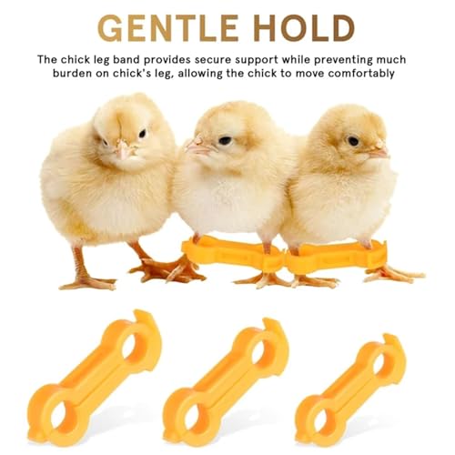 Chicken Leg Bands 60 Pcs Chicken Hobble Braces, Poultry Leg Bands, Baby Chick Hobbles, Slay Brace