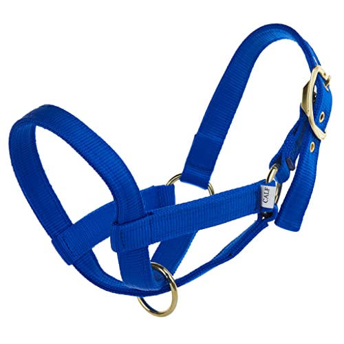 Nylon Turnout Calf Halter Blue - color: Blue