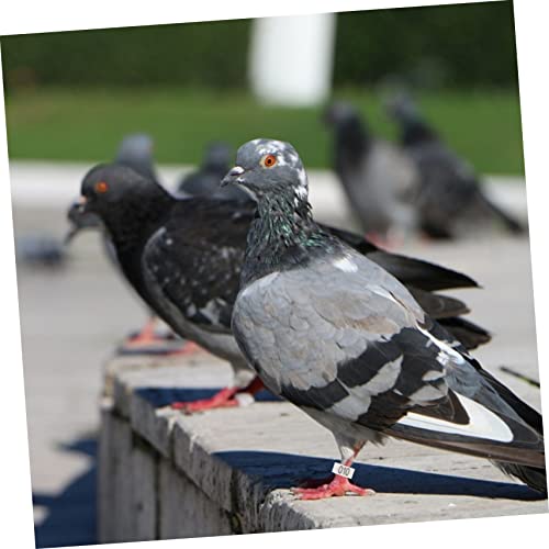 Mipcase 100pcs Easy Clip Pigeon Foot Marker Dove Leg Bands Numbered Sturdy Poultry Rings Bird Identification Bird Supplies - color: White