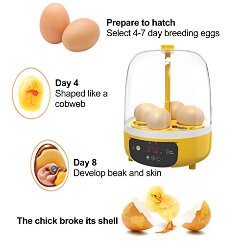 Tissting Mini Egg Incubator, Digital Incubators for Hatching Chicks, Holds 4 Eggs, Automatic Turner with Temperature and Humidity Control